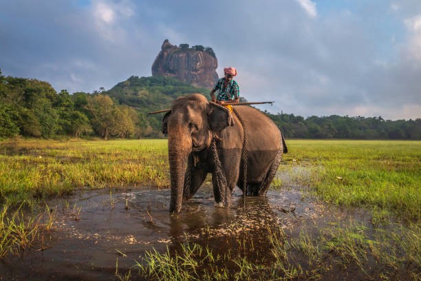 Sigiriya & Dambulla Day Adventure